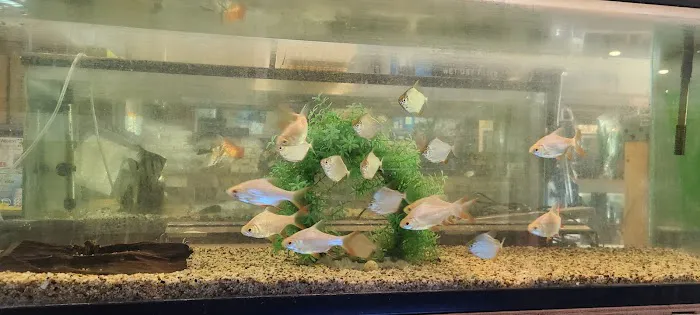 Atlantic Tropical Aquarium Picture 7