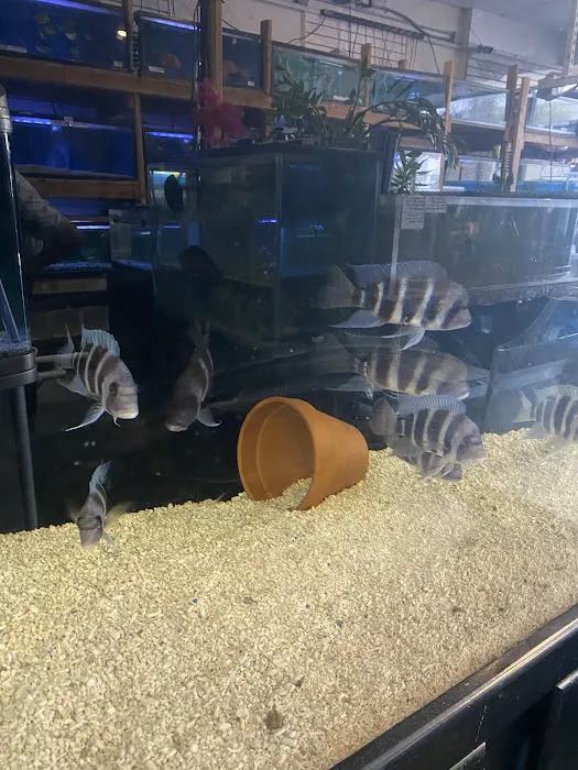 Atlantic Tropical Aquarium Picture 6