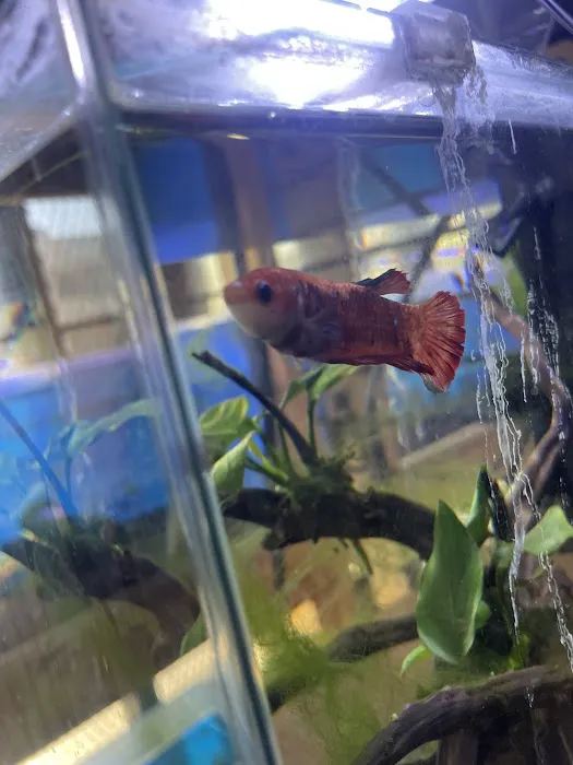 Atlantic Tropical Aquarium Picture 4