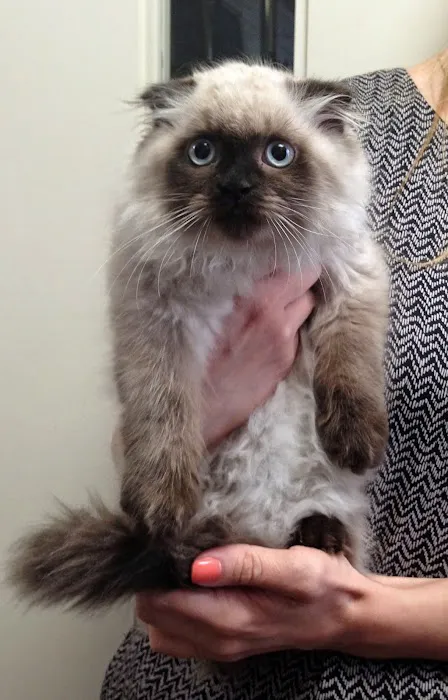 Bond Animal Hospital Picture 2
