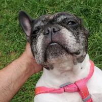 Bond Animal Hospital ico
