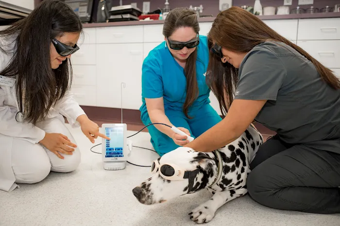 Bond Animal Hospital Picture 8
