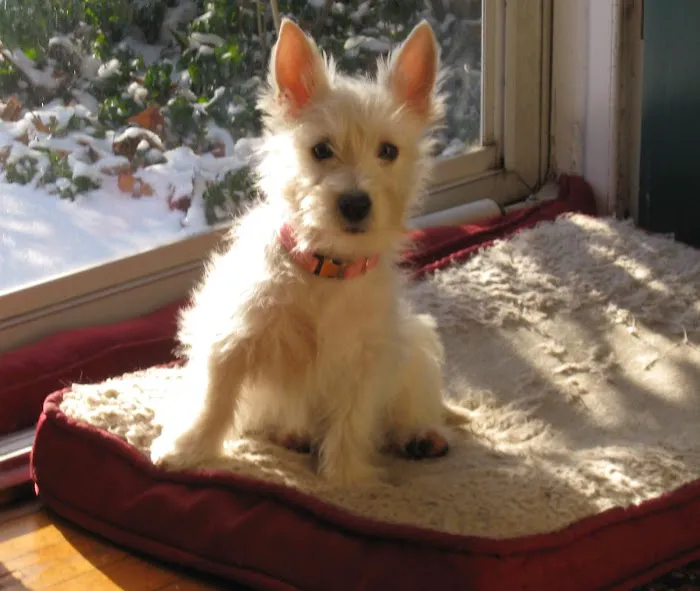 Bond Animal Hospital Picture 7