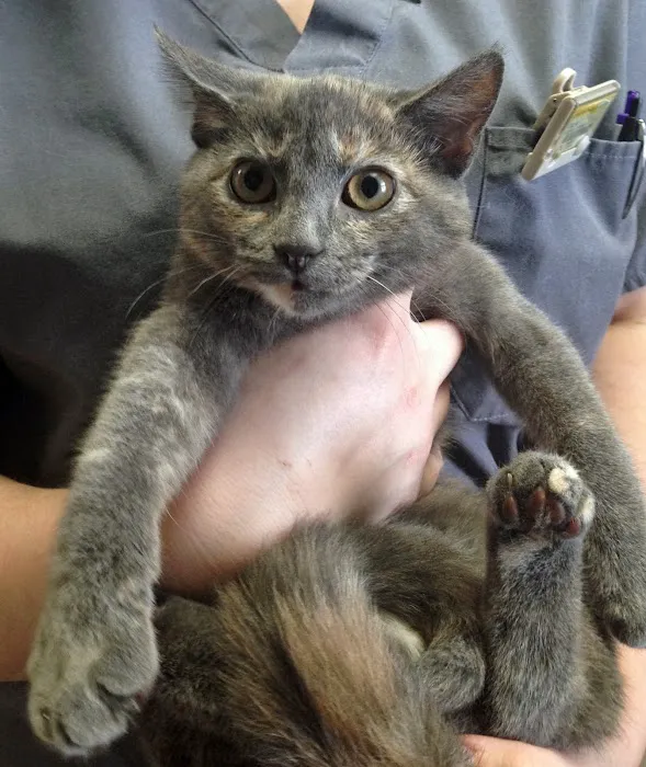 Bond Animal Hospital Picture 9