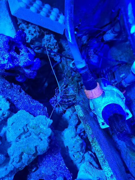 562 Corals Picture 2
