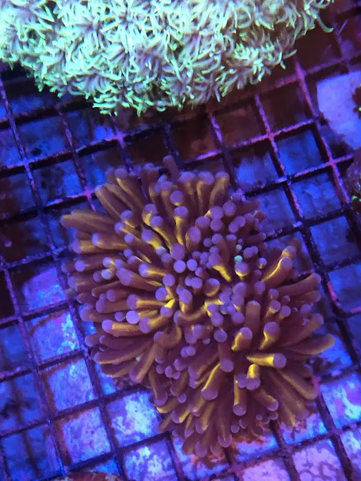 562 Corals Picture 9