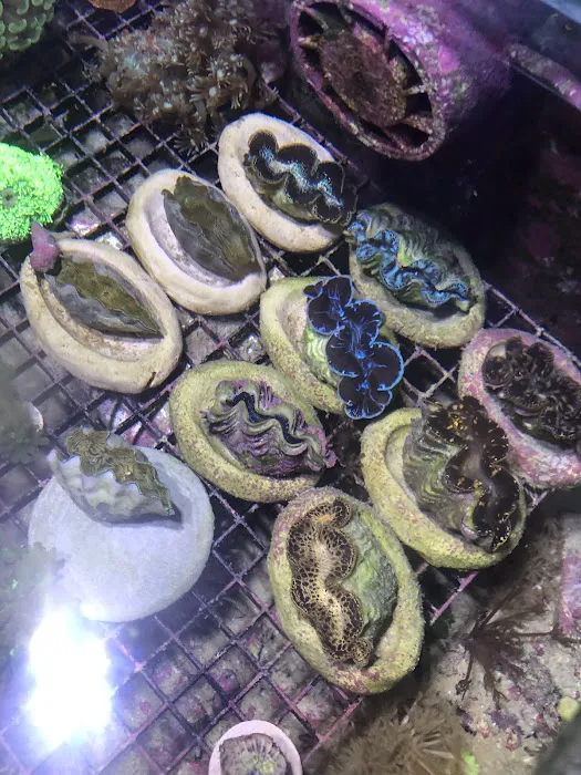 562 Corals Picture 10