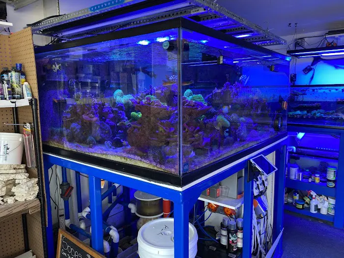 562 Corals Picture 3