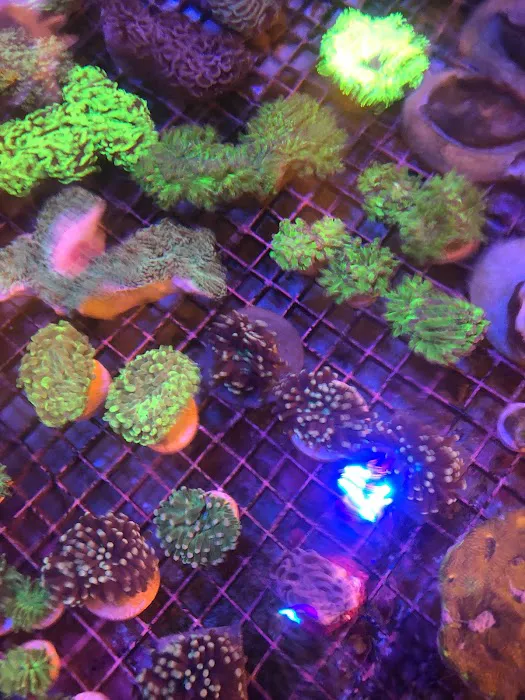 562 Corals Picture 8
