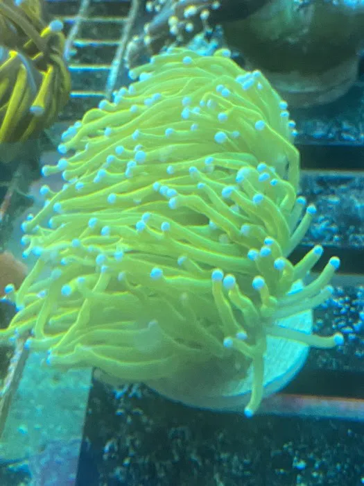 562 Corals Picture 6