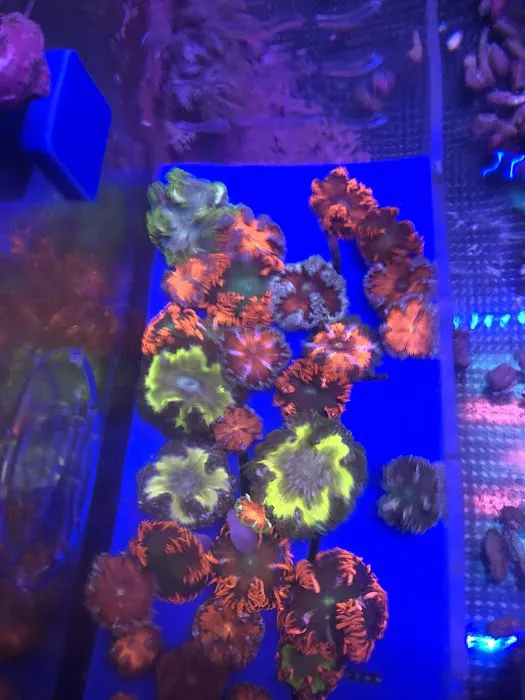 562 Corals Picture 7
