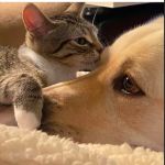 Kent Animal Clinic