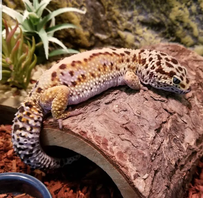 Paramount Reptiles Picture 9
