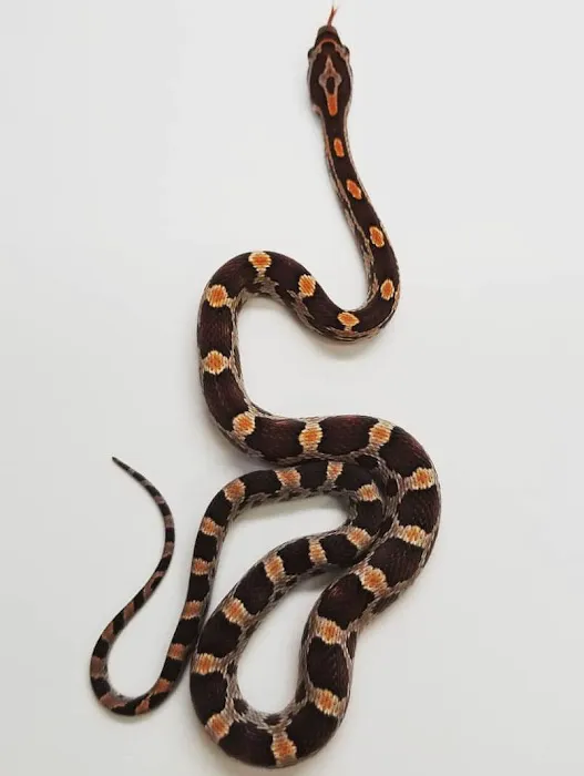 Paramount Reptiles Picture 3