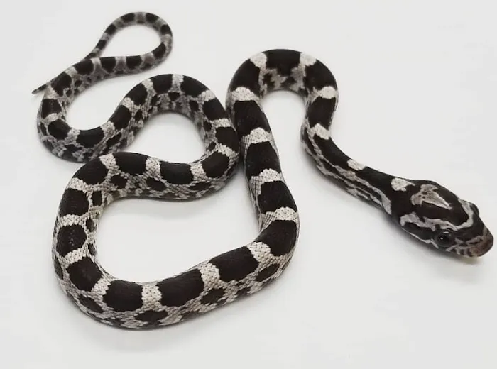 Paramount Reptiles Picture 1