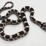 Paramount Reptiles