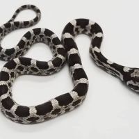 Paramount Reptiles ico