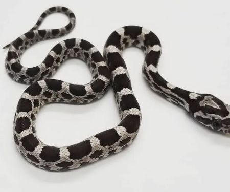 Paramount Reptiles