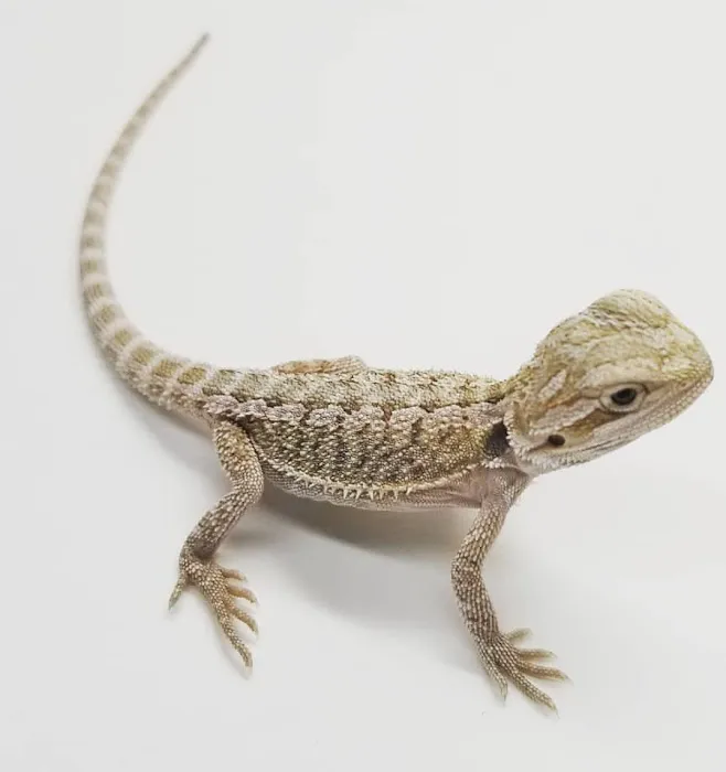 Paramount Reptiles Picture 8