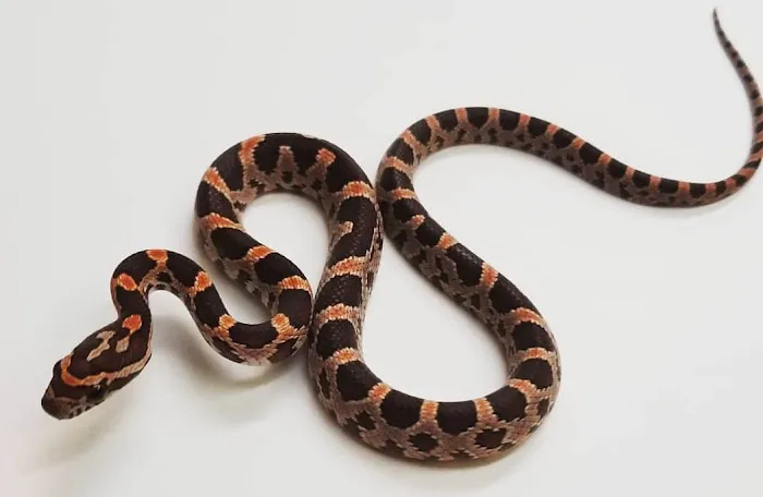 Paramount Reptiles Picture 5