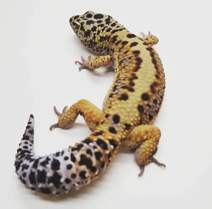 Paramount Reptiles Picture 6