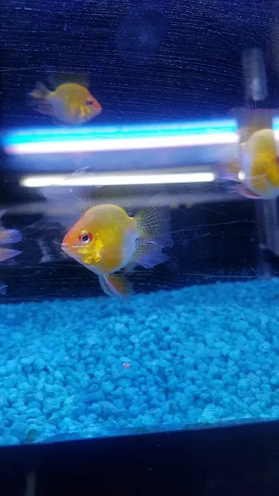 Tiki's Tropical Fish Picture 3