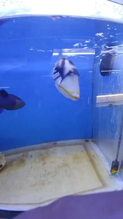 Tiki's Tropical Fish Picture 5