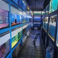 Tiki's Tropical Fish ico