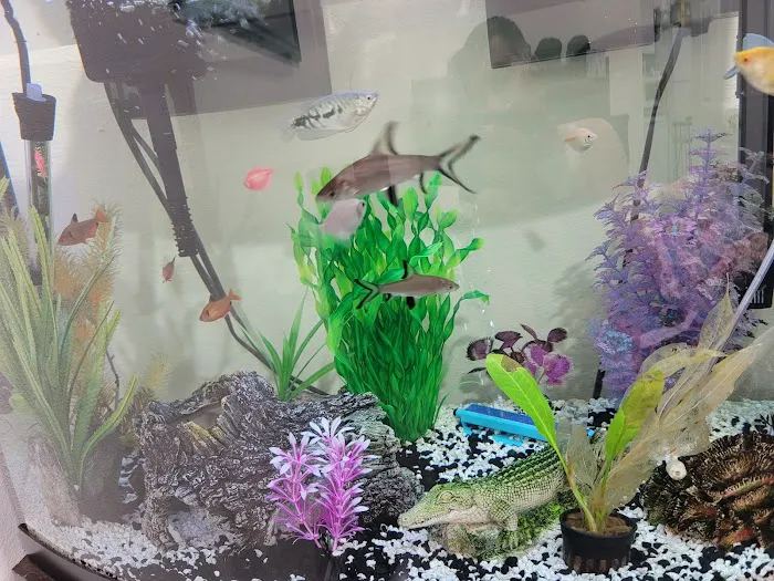 Tiki's Tropical Fish Picture 8