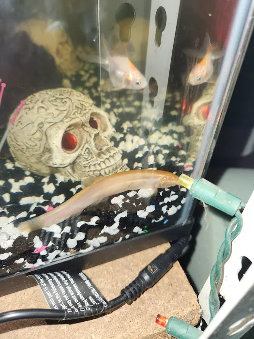 Tiki's Tropical Fish Picture 7