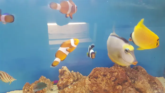 Tiki's Tropical Fish Picture 6