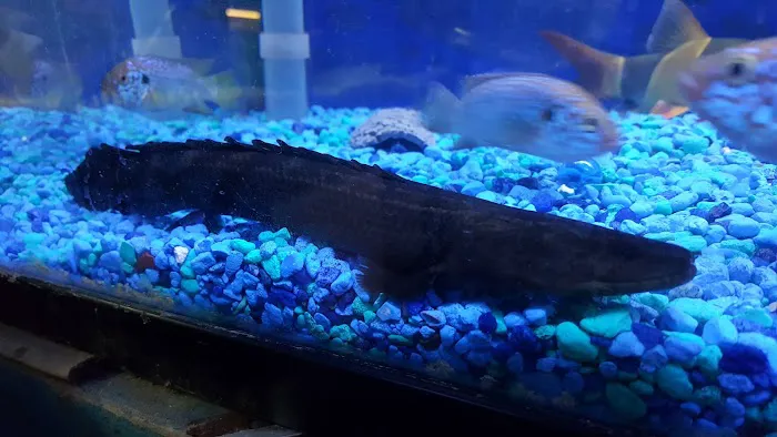 Tiki's Tropical Fish Picture 10