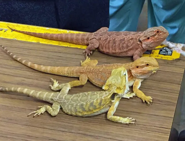 Rainbow Reptile Store Picture 7