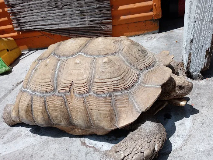 Rainbow Reptile Store Picture 5