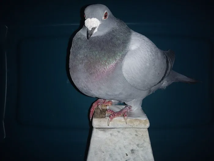 Velocitypigeons racing pigeons for sale Picture 2