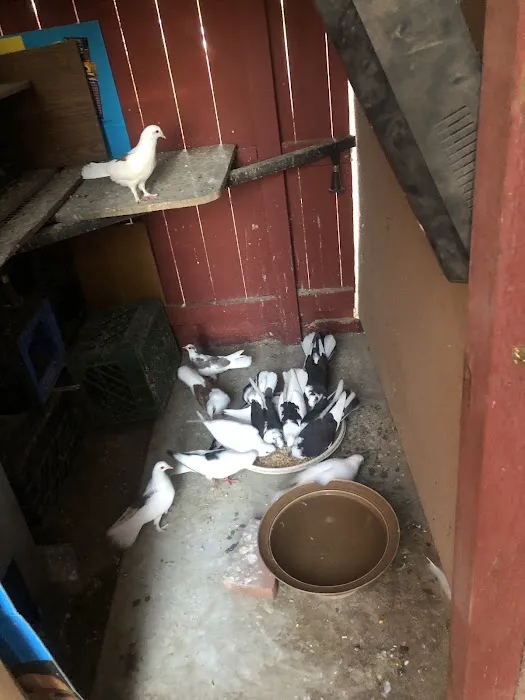 Velocitypigeons racing pigeons for sale Picture 6