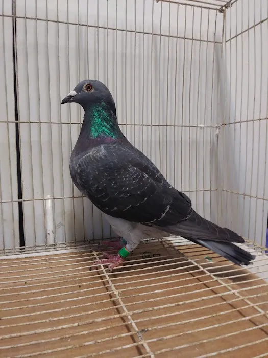 Velocitypigeons racing pigeons for sale Picture 7
