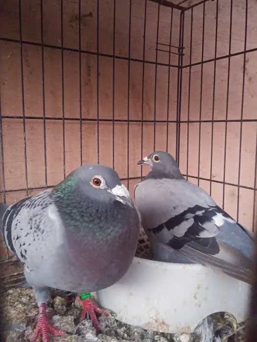 Velocitypigeons racing pigeons for sale Picture 5
