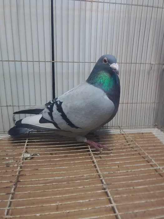Velocitypigeons racing pigeons for sale Picture 4