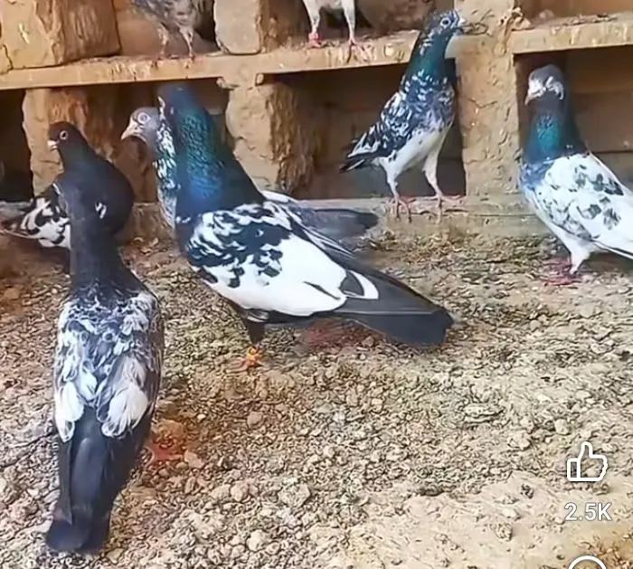 Velocitypigeons racing pigeons for sale Picture 3