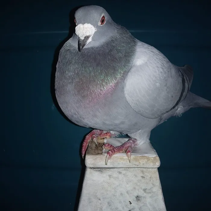 Velocitypigeons racing pigeons for sale Picture 10