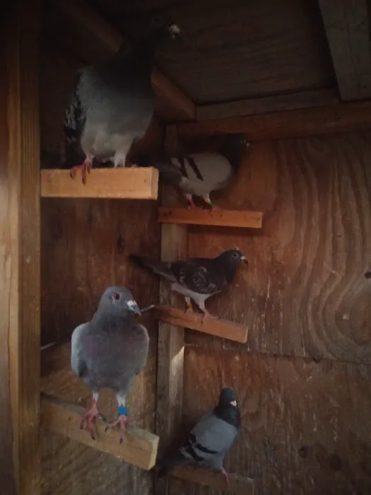 Velocitypigeons racing pigeons for sale Picture 1