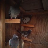 Velocitypigeons racing pigeons for sale ico