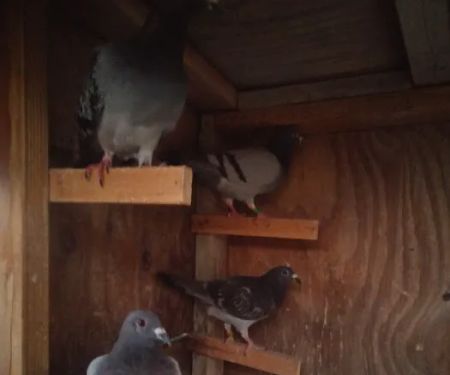 Velocitypigeons racing pigeons for sale