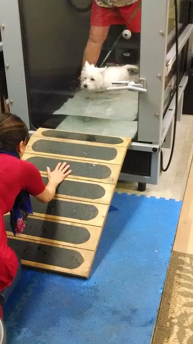 Paws and Paddle Canine Conditioning Picture 6