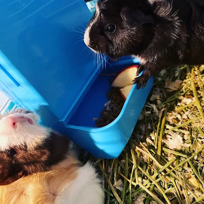 Carol's Pet Center Picture 6