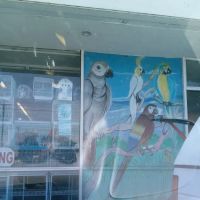 Carol's Pet Center ico