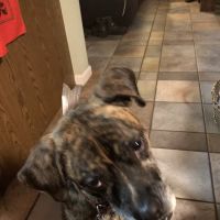 Bee Tree Veterinary Clinic LLC ico