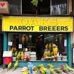 Parrots for sale in USA