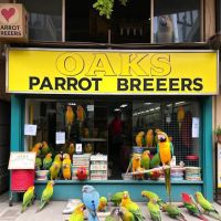 Parrots for sale in USA ico